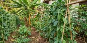 7 Penyebab Daun Kacang Panjang Rimbun tapi Polong Sedikit