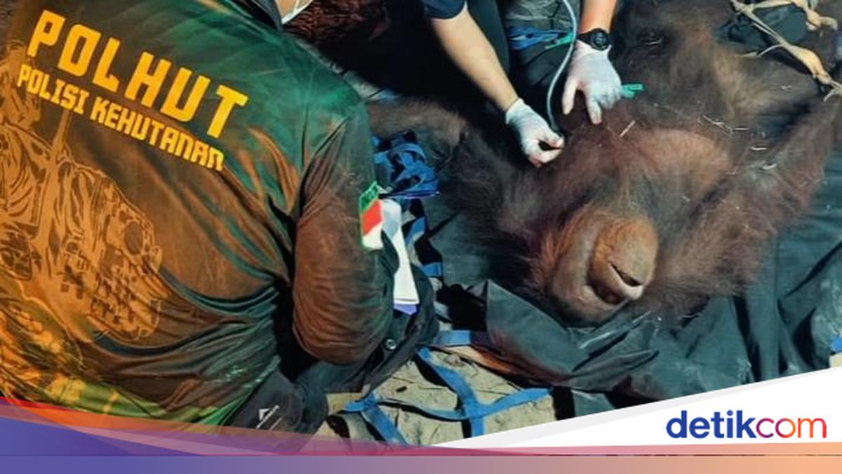 Orang Utan Novita Terjebak Karhutla di Palangka Raya Dievakuasi, Kaki dan Tangan Luka Bakar