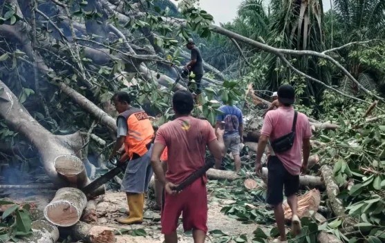 Pohon Karet 15 Meter Tumbang Tutup Jalan Lintas di Bengkulu Selatan, 4 Mesin Sinso Dikerahkan