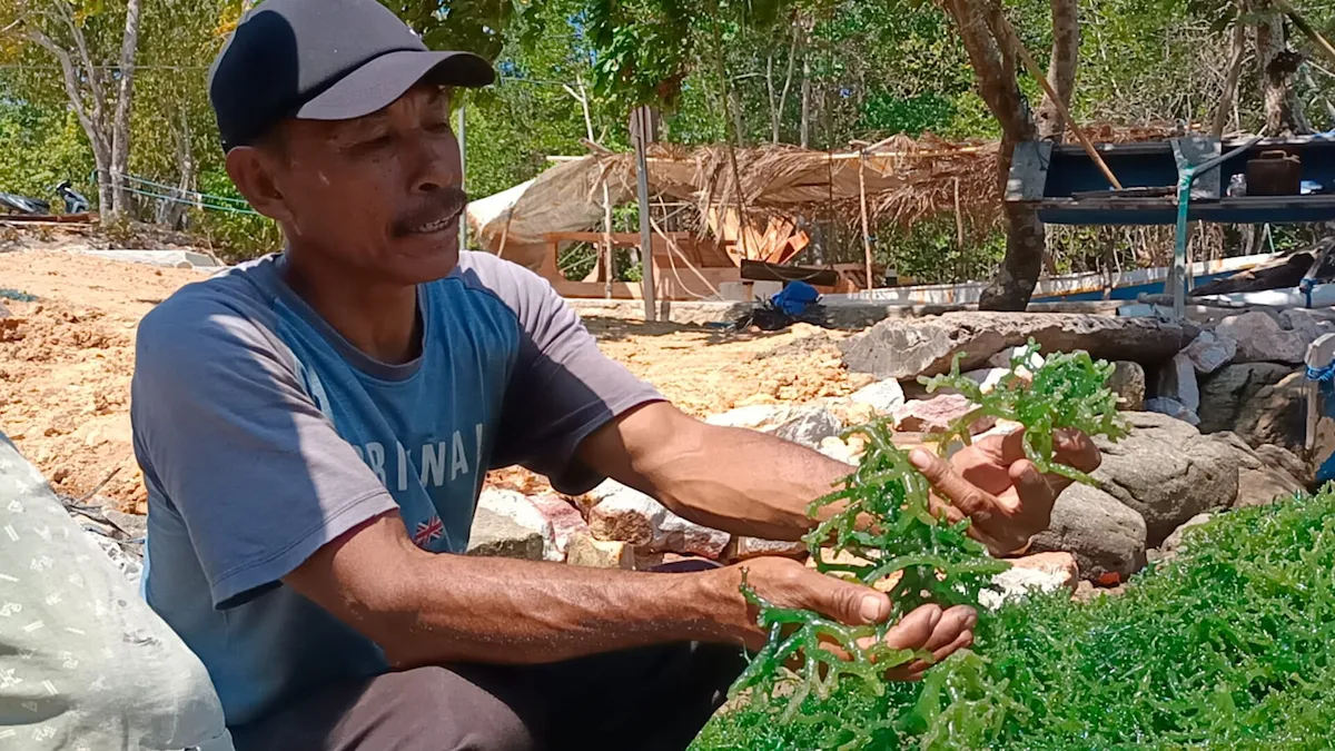 Diskan Jepara Bantah Isu Gagal, Progres Budidaya Rumput Laut Karimunjawa Tembus 50 Persen dengan Target 300 Ton