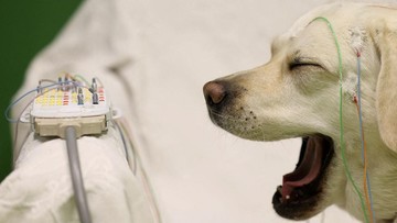 Studi Peneliti Hungaria Ungkap Otak Anjing Proses Ucapan Layaknya Manusia