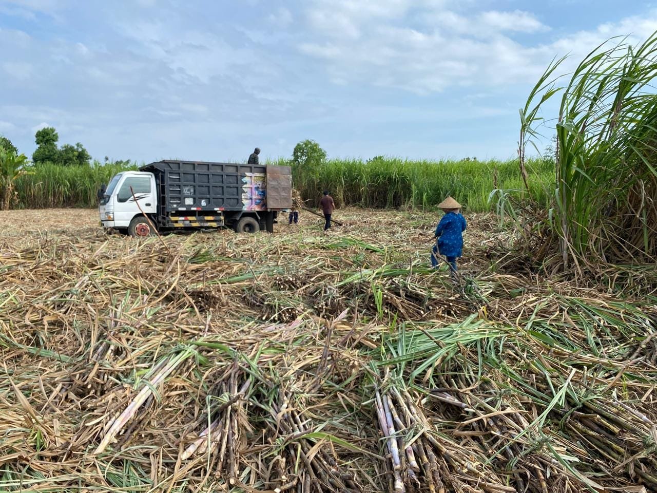 Industri Tebu di Pekat Dompu Buka Pasar Baru, Petani Kadindi Pilih Jadi Penyangga Pangan