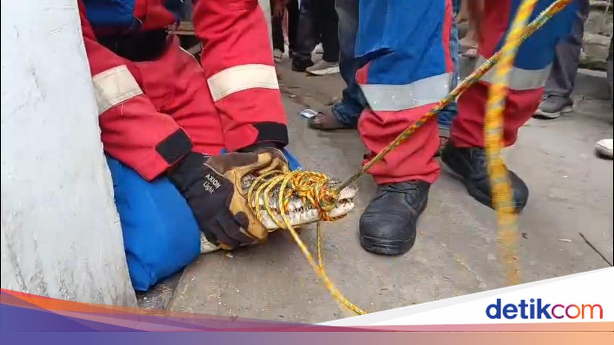 Buaya Muara 2,5 Meter Dipelihara Warga Pidada Bandar Lampung 3 Tahun, Dievakuasi Damkarmat ke Penangkaran Ogan Ilir