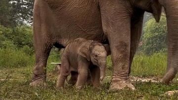 Gajah Sumatra Lisa Lahirkan Bayi Jantan di TN Tesso Nilo