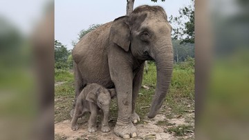 Gajah Sumatra Lisa Melahirkan di Tesso Nilo, Tambah Populasi Konservasi