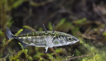 Ikan Stickleback Hibrida dari Tsunami Jepang 2011 Kini Nyaris Punah Gennya