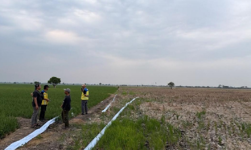 BBWS Citarum Operasikan 3 Pompa Atasi Kekeringan 600 Ha Sawah Bekasi