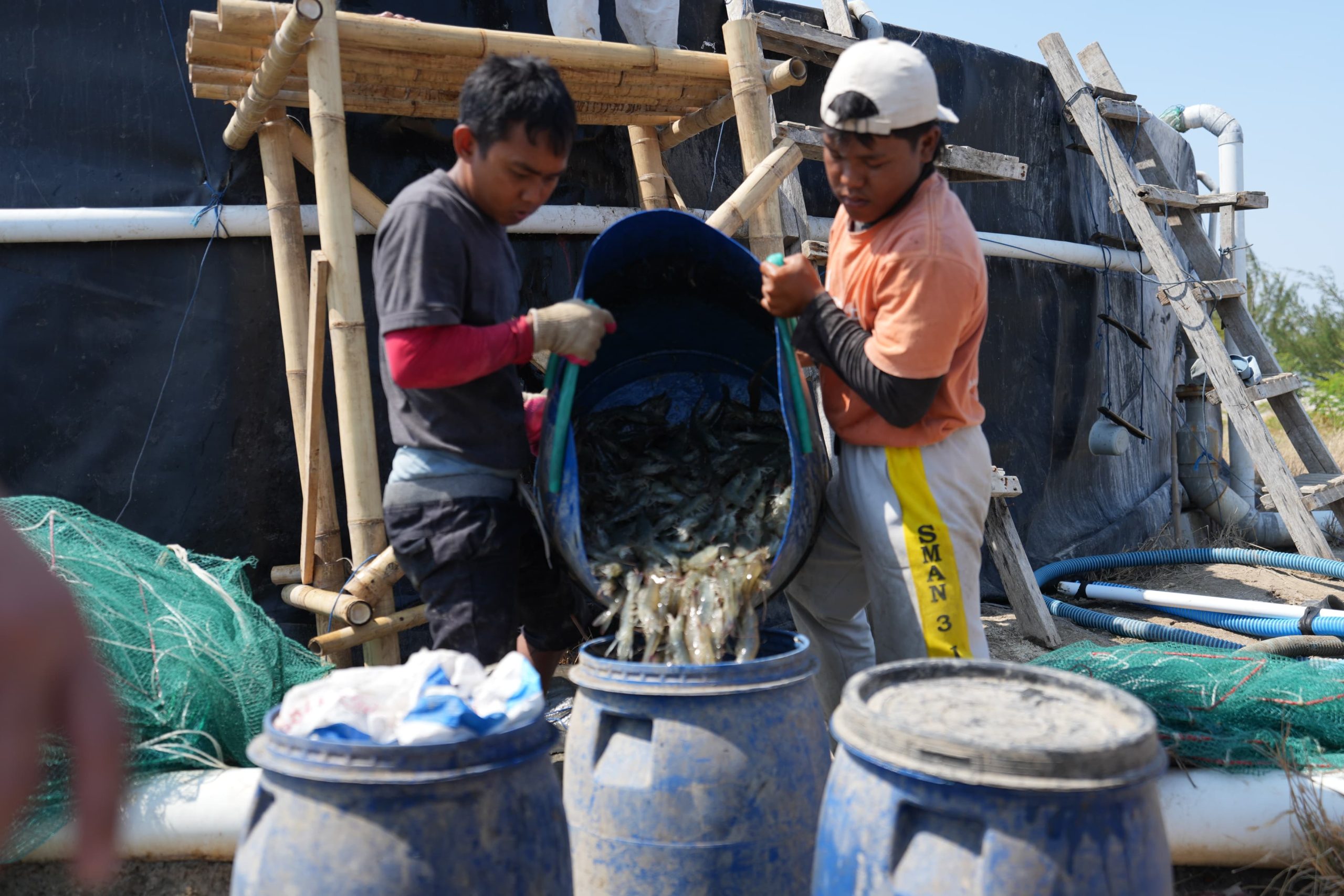 Unhas Panen 60 Ton Udang Vaname dari 11 Kolam Tambak di Jeneponto, Panen Total Dimulai September