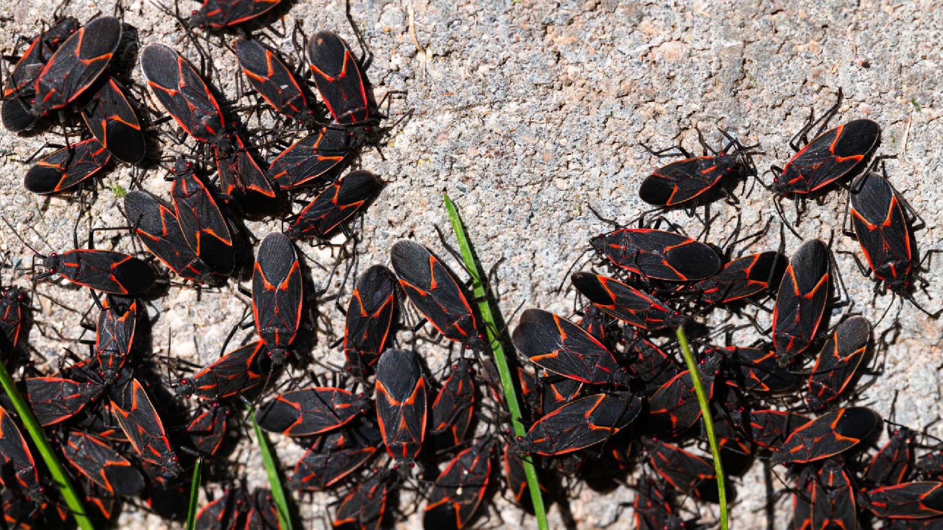 Boxelder Bugs Serbu Dinding Rumah Tiap Musim Gugur, Cukup Usir dengan Sabun Cuci Piring