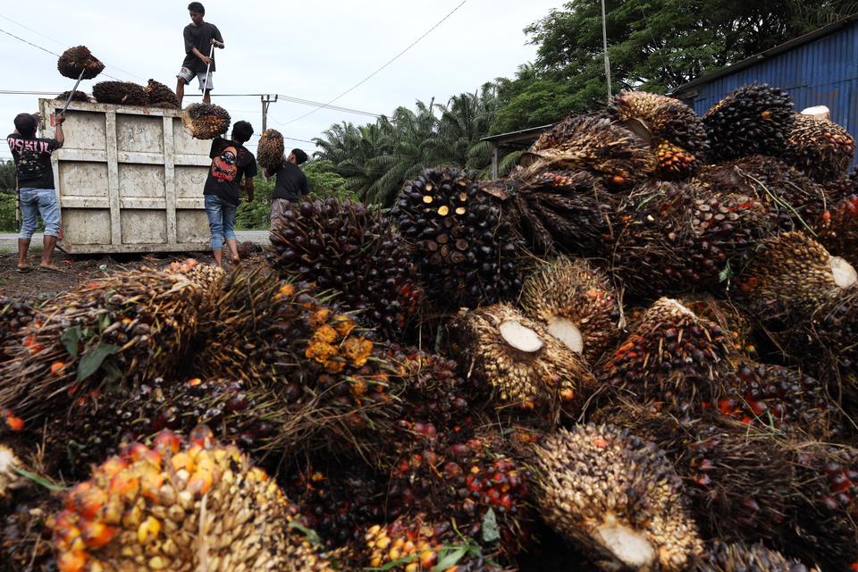 Gapki: Produksi CPO 2027 Turun ke 51,73 Juta Ton, Ekspor Berkurang 4,63 Juta Ton