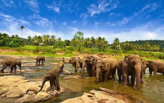 Taman Nasional Way Kambas Lampung, Sekolah Gajah Pertama di Indonesia