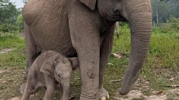 Gajah Lisa Lahirkan Anak Jantan di Tesso Nilo, Populasi Gajah Sumatera Bertambah
