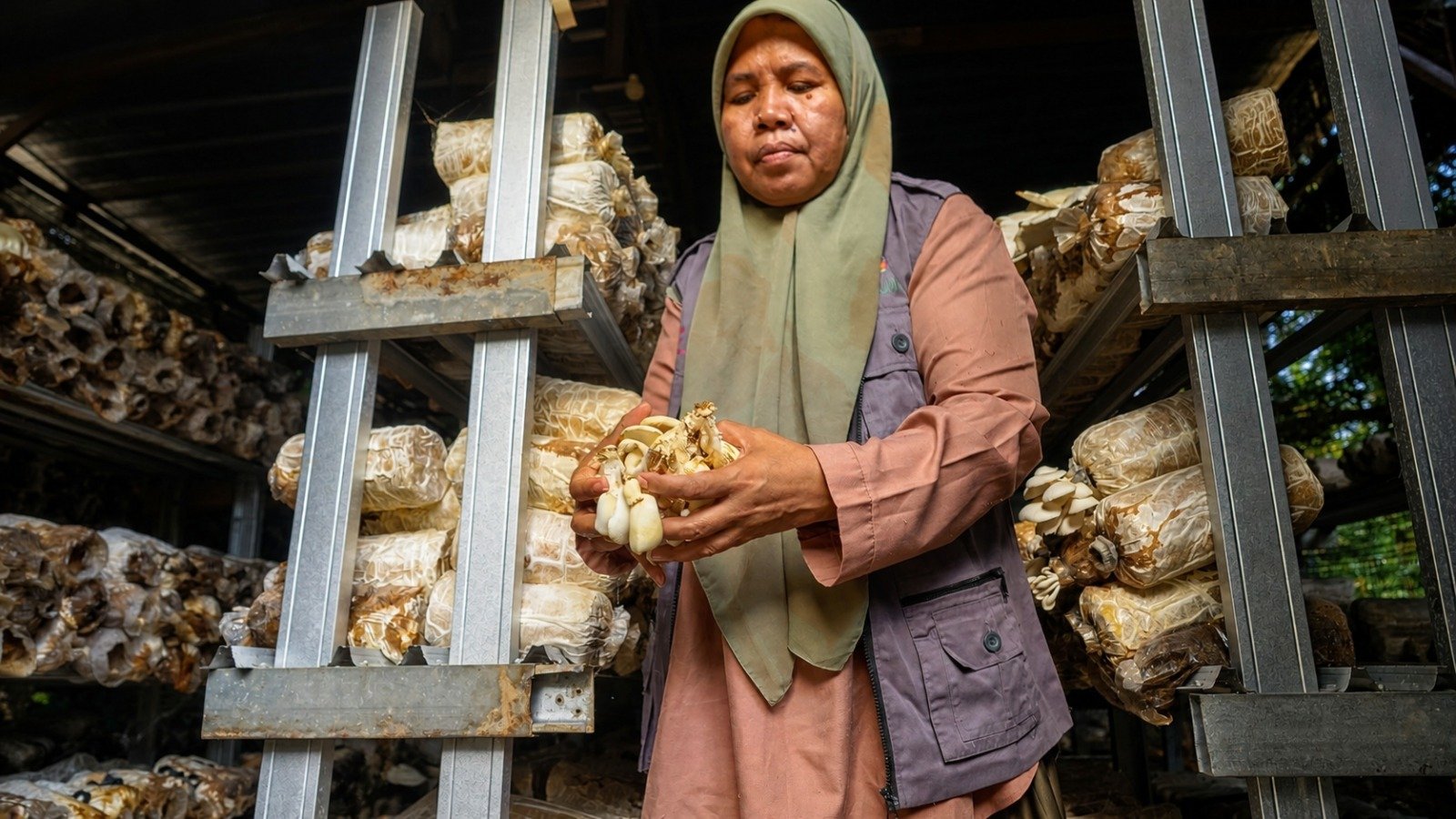 Setahun Desa Berdaya Medana, 58 Perempuan Lombok Utara Kelola Jamur Tiram dan VCO untuk Pasar Singapura