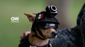 Chihuahua Comando Jadi Anggota Garda Nasional Meksiko