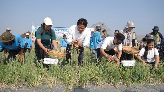 Pemkab Badung Panen 26 Ton Bawang Merah di Subak Delod Sema Sading, Perluas Kawasan Hortikultura 12 Hektar