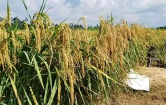 Dinas Pertanian Bekasi Siapkan Asuransi Usaha Tanam Padi, 8 Kecamatan Terdampak Kekeringan