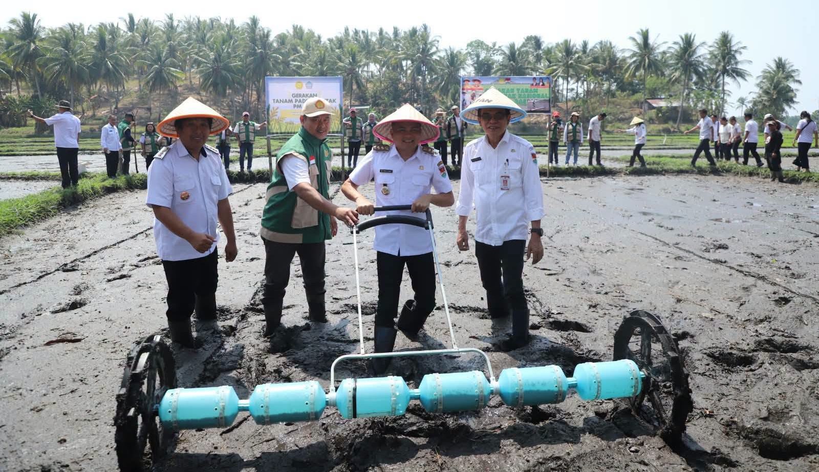 Bupati Mitra Ronald Kandoli Pimpin Tanam Serempak Padi Ciherang di Belang, Dorong Ketahanan Pangan
