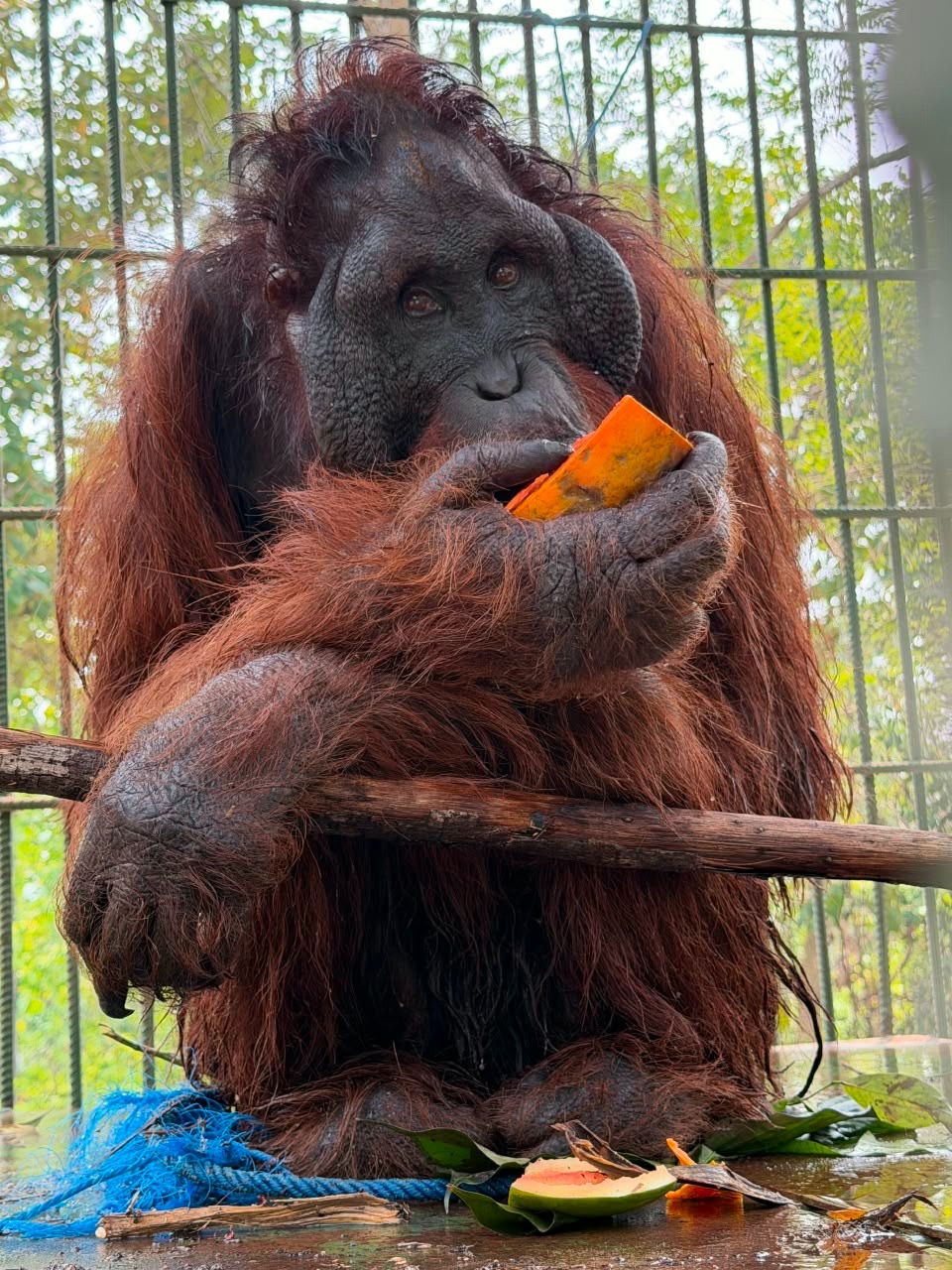 Orangutan Jantan 51,6 Kg yang Berkeliaran di Jalan Hauling Kutai Timur Akhirnya Dilepasliarkan ke Hutan Kehje Sewen