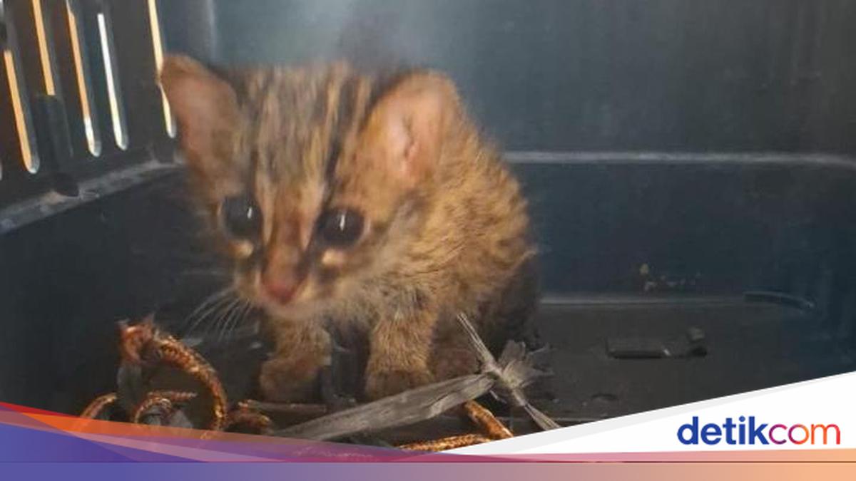 BKSDA Sumsel Evakuasi Anak Kucing Kuwuk Tanpa Induk dari Lahan Bekas Kebakaran di Ogan Ilir