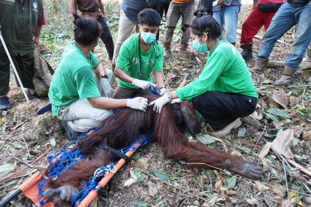 Kemarau Panjang Kaltim, 13 Orangutan Keluar dari Hutan Sejak Juli, Satu Alami Dehidrasi Berat