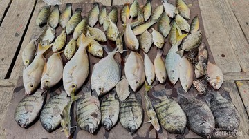 Memancing di Laut Jakarta, Aneka Ikan Unik Jadi Incaran Trip Sehari