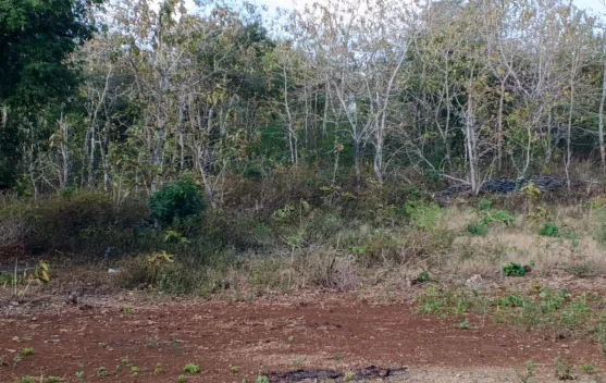 Stasiun Klimatologi NTT Catat Kekeringan Ekstrem di 9 Kabupaten-Kota, Hari Tanpa Hujan Tembus 130 Hari
