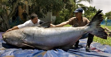 Lele Raksasa Mekong 293 Kg Ditangkap di Thailand, Ilmuwan Sebut Sebesar Beruang