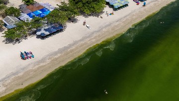 Ledakan Plankton Hijaukan Laut Thailand, Picu Risiko Zona Hipoksia