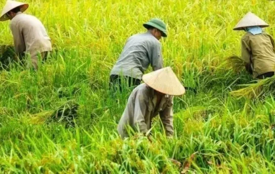 NTP Aceh Naik 0,90 Persen ke 129,21 pada September 2026, Daya Beli Petani Menguat