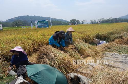 Panen Padi Temanggung Tembus 10,2 Ton per Hektare, Komisi IV DPR Dorong Pemupukan Berimbang Diperluas