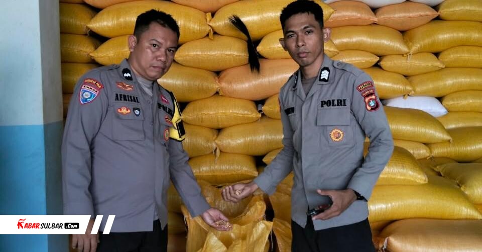 Polsek Kalumpang Setor 3.100 Kg Jagung ke Bulog di Tengah Kemarau