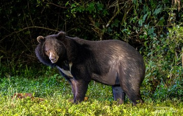Beruang Hitam Asia Masuk Permukiman Hachioji Tokyo, Ditembak Darurat