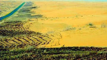China Tanam 66 Miliar Pohon di Tembok Hijau, Ilmuwan Temukan Kejutan
