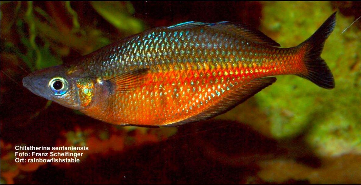 Ikan Endemik Danau Sentani Makin Langka, Red Devil Kuasai 70 Persen Hasil Tangkapan