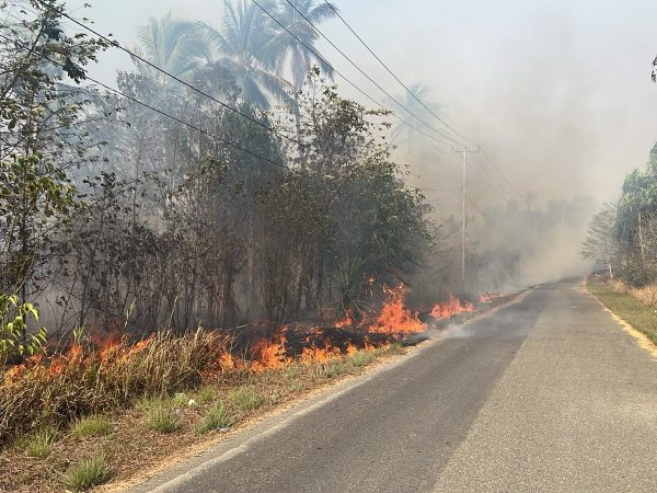 Kebakaran Landa Kebun Warga Wayabula Morotai, Puluhan Hektare dan Tanaman Kelapa-Cengkeh Terdampak