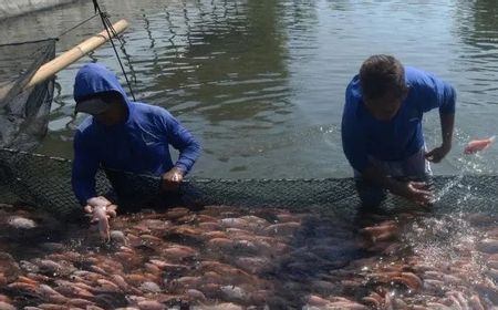 Pupuk Subsidi Perikanan 2026 Baru Ditebus 9,68 Persen, Ini Cara Cek Kuota