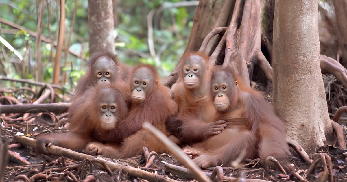 Dana AS USD20 Juta untuk Konservasi Orangutan Batal Cair, Ini Penjelasan BPDLH