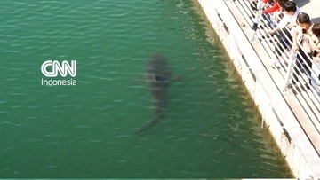Hiu Terdampar Dua Minggu di Kanal Busan, Jadi Tontonan Ratusan Ribu Orang