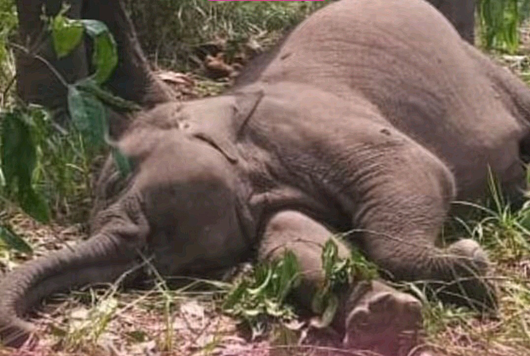 Anak Gajah Sumatra Mati di Lubang Konsesi PT LAJ Tebo, BKSDA Jambi Tunggu Hasil Lab