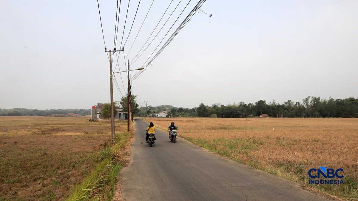 Produksi Beras Agustus 2026 Turun 2,9%, BPS Peringatkan Panen 3 Bulan ke Depan Anjlok 12%