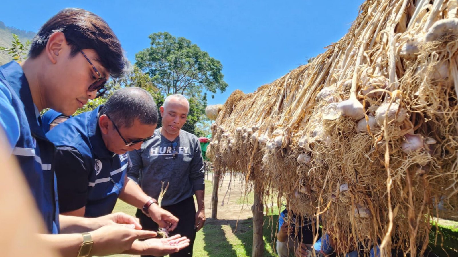 Bank Indonesia Intervensi Petani Sembalun, Produksi Bawang Putih di Kaki Rinjani Dipacu