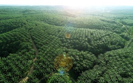 Teladan Prima Agro Bagikan Dividen Interim Rp20 per Saham, 48% dari Laba