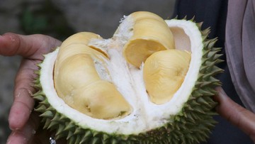 Petani Durian Thailand Pakai AI dan IoT Jaga Kualitas demi Ekspor ke China