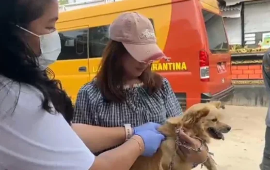 Karantina Lampung Vaksinasi 149 Hewan di Desa Legundi, 81 Anjing dan 68 Kucing Disuntik Rabies