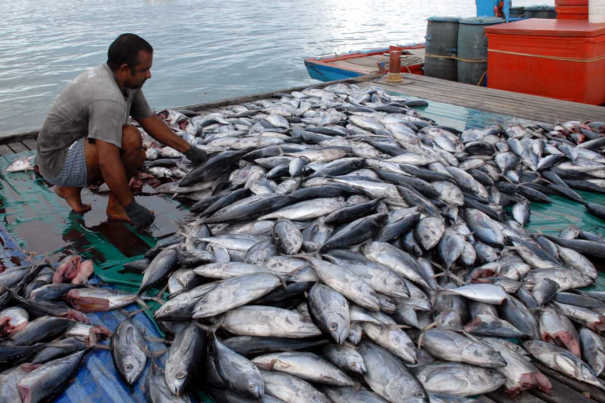 Hasil Laut Sulbar Banyak Terjual ke Provinsi Tetangga, DKP Siapkan Cold Storage dan Fish Finder Rp 500 Juta