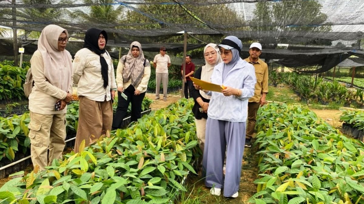 Pemkab Berau Salurkan 200.000 Bibit Kakao ke 8 Kelompok Tani, Hasil Kolaborasi dengan Kementan