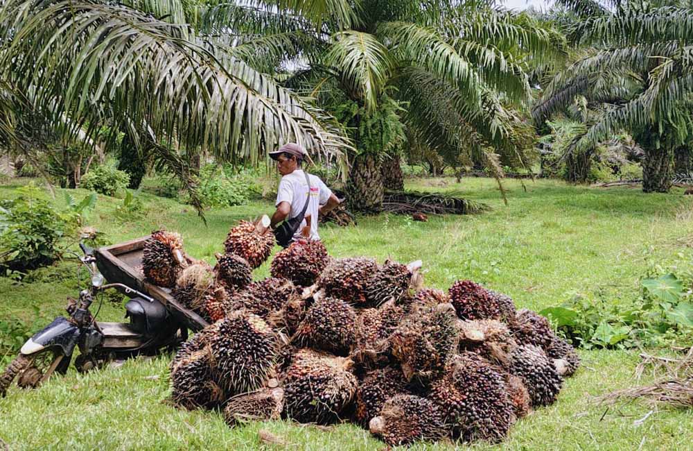 Harga TBS di Bengkulu Utara Turun di Bawah Rp 3.000, Petani Sawit Mulai Resah