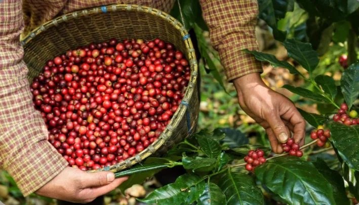 NTP Aceh Naik 0,90 Persen pada September 2026, Harga Kopi hingga Sawit Jadi Pendorong