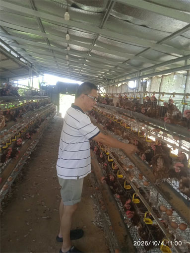 PT Bumi Batam Kembangkan Bibit Ayam Kampung Super di Bintan, Peternak Kepri Tak Lagi Bergantung Pasokan Jawa