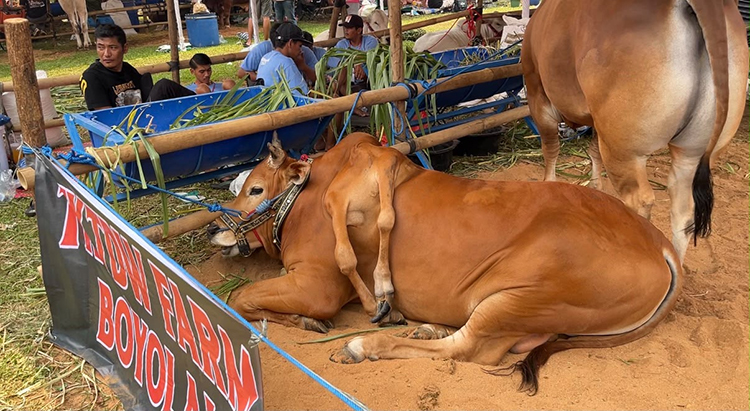 Sapi Berkaki Enam Asal Boyolali Juara I Kelas Unik di Kontes APPSI Piala Presiden Bogor
